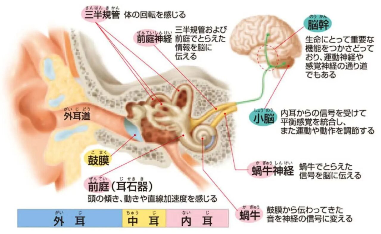 耳の構造図
