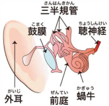 耳の内耳と半器官の働き
